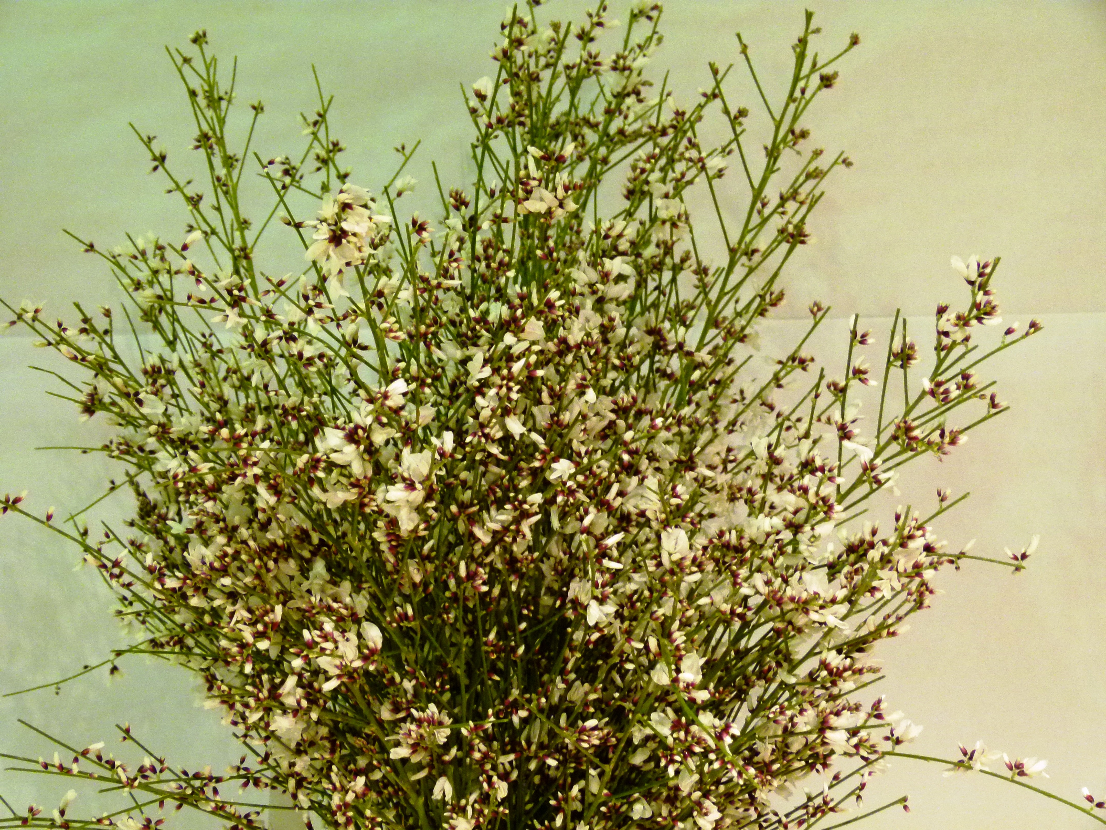 GENET BLANC ITALIE